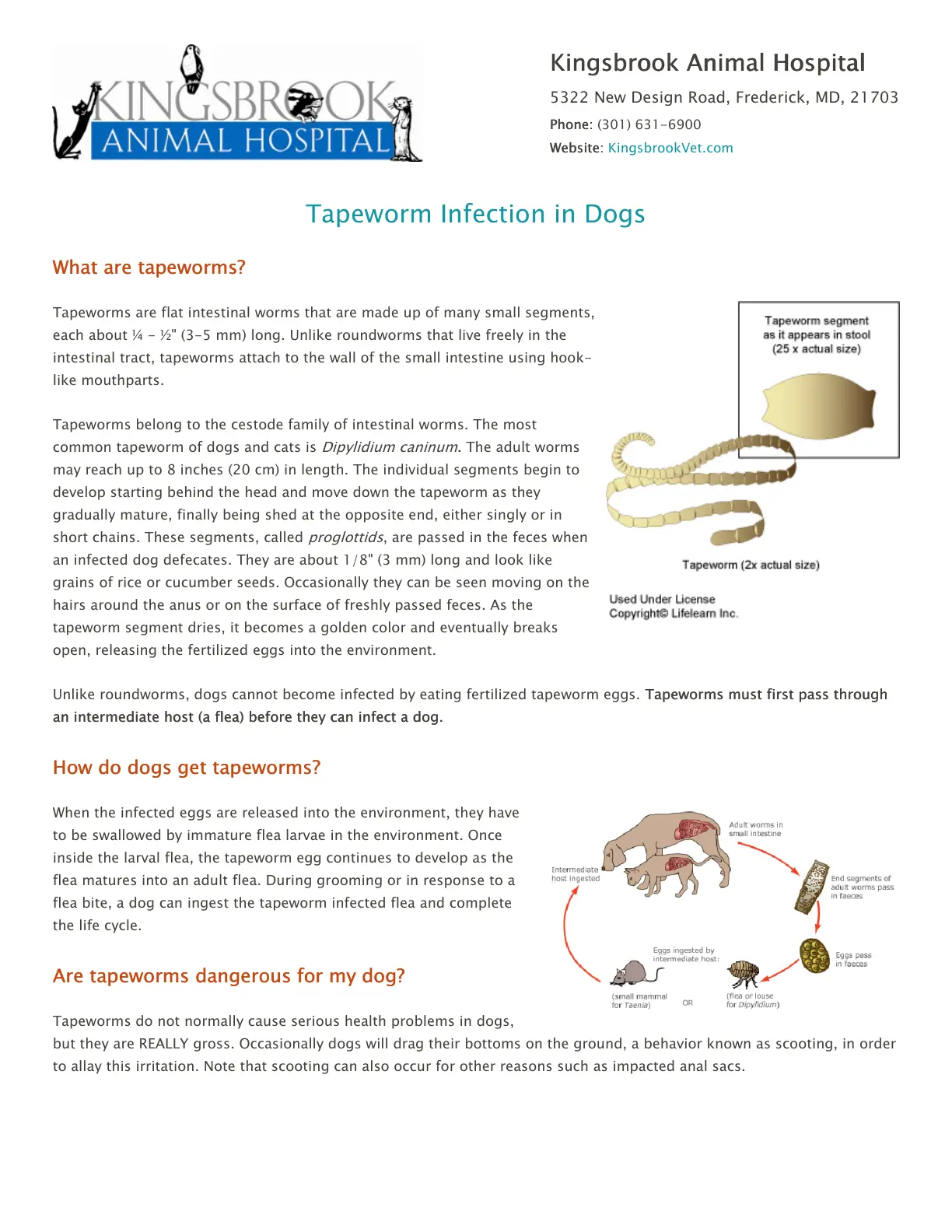غلاف تقرير Tapeworm Infection in Dogs