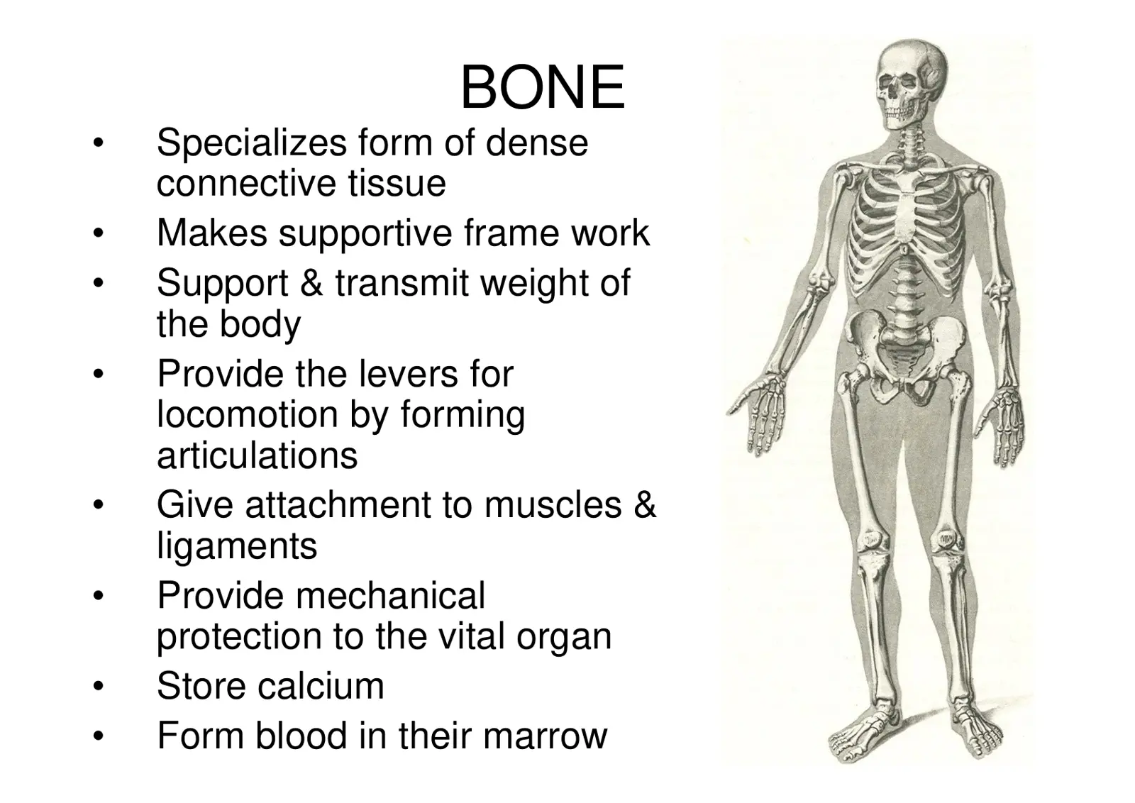 غلاف تقرير BONE