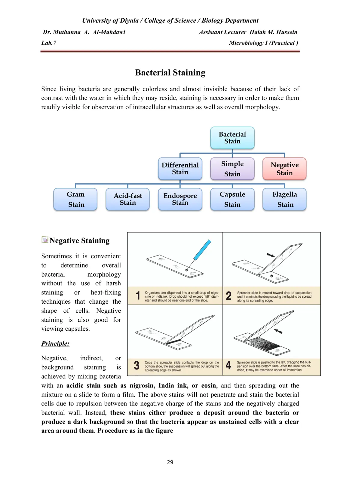 غلاف تقرير Microbiology I (Practical) - Bacterial Staining