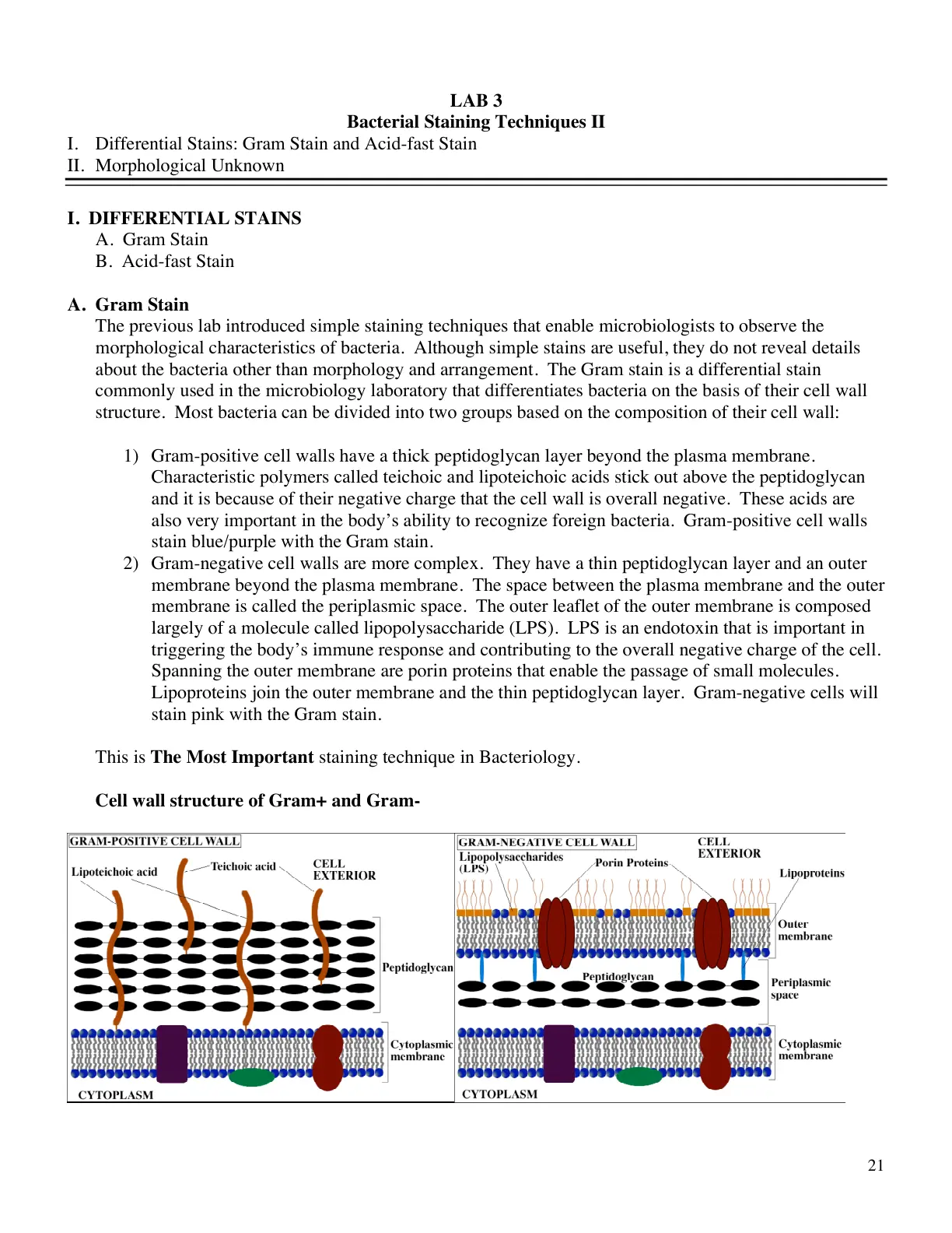 غلاف تقرير Bacterial Staining Techniques II