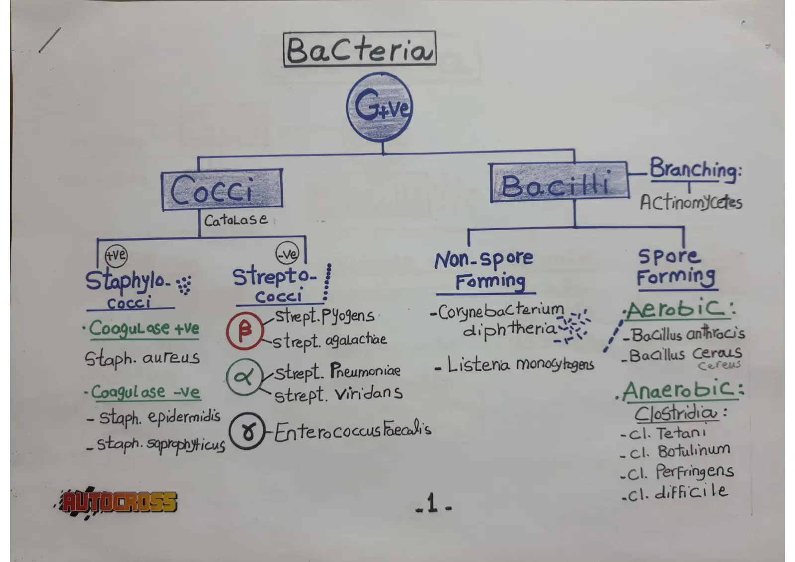 غلاف تقرير ميكروبات (+ve) و (G+ve) و (G-ve) و (Cocci) و (Streptococci) و (Staphylococci)