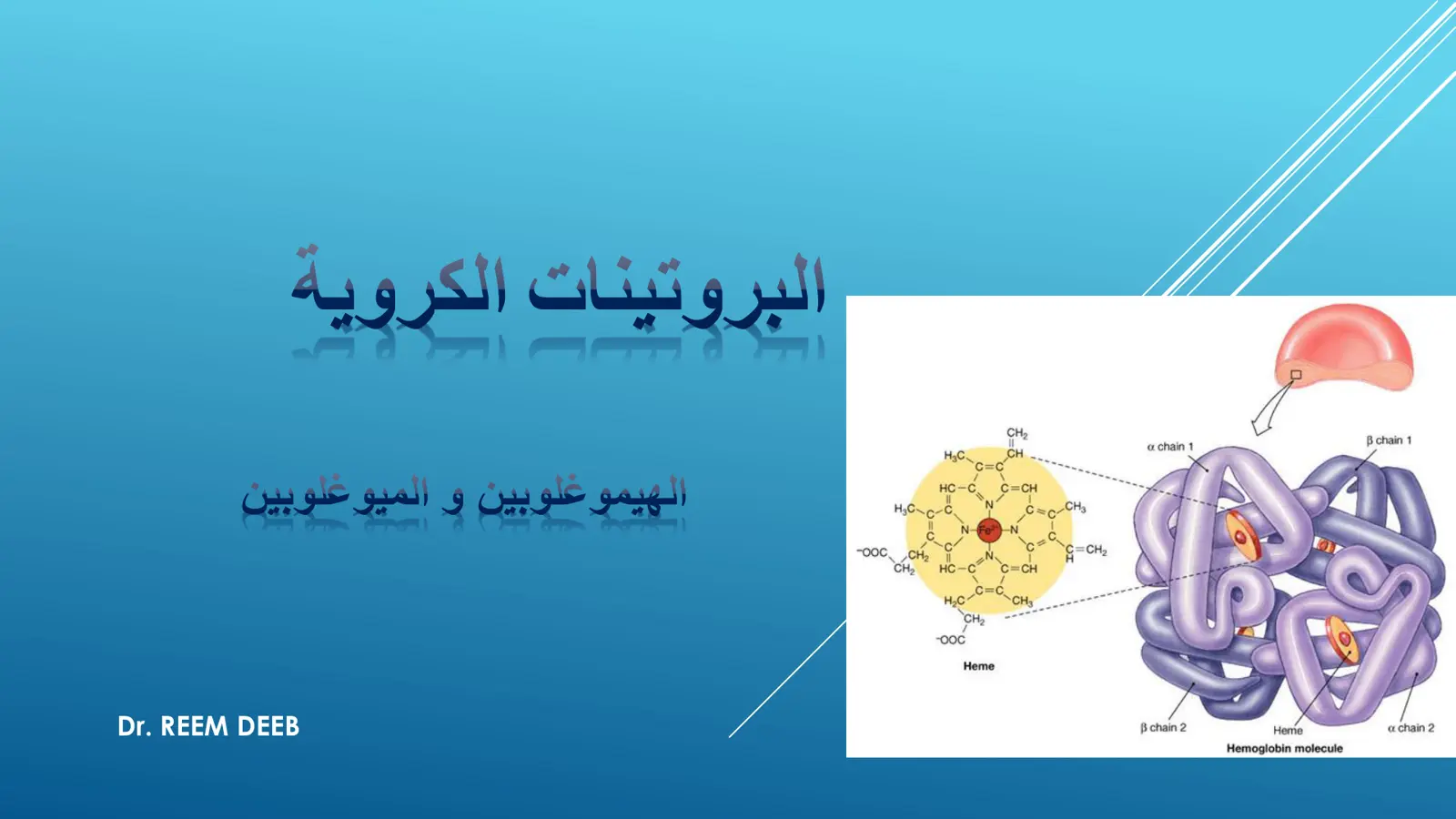 غلاف تقرير البروتينات الكروية الهيموغلوبين و الميوغلوبين