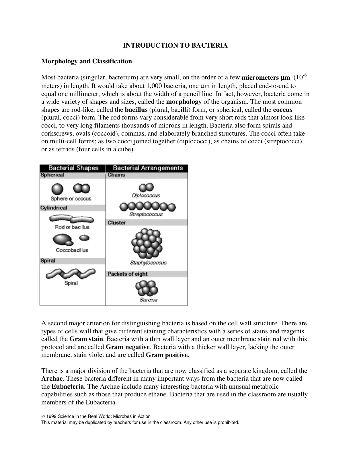 غلاف تقرير INTRODUCTION TO BACTERIA Morphology and Classification