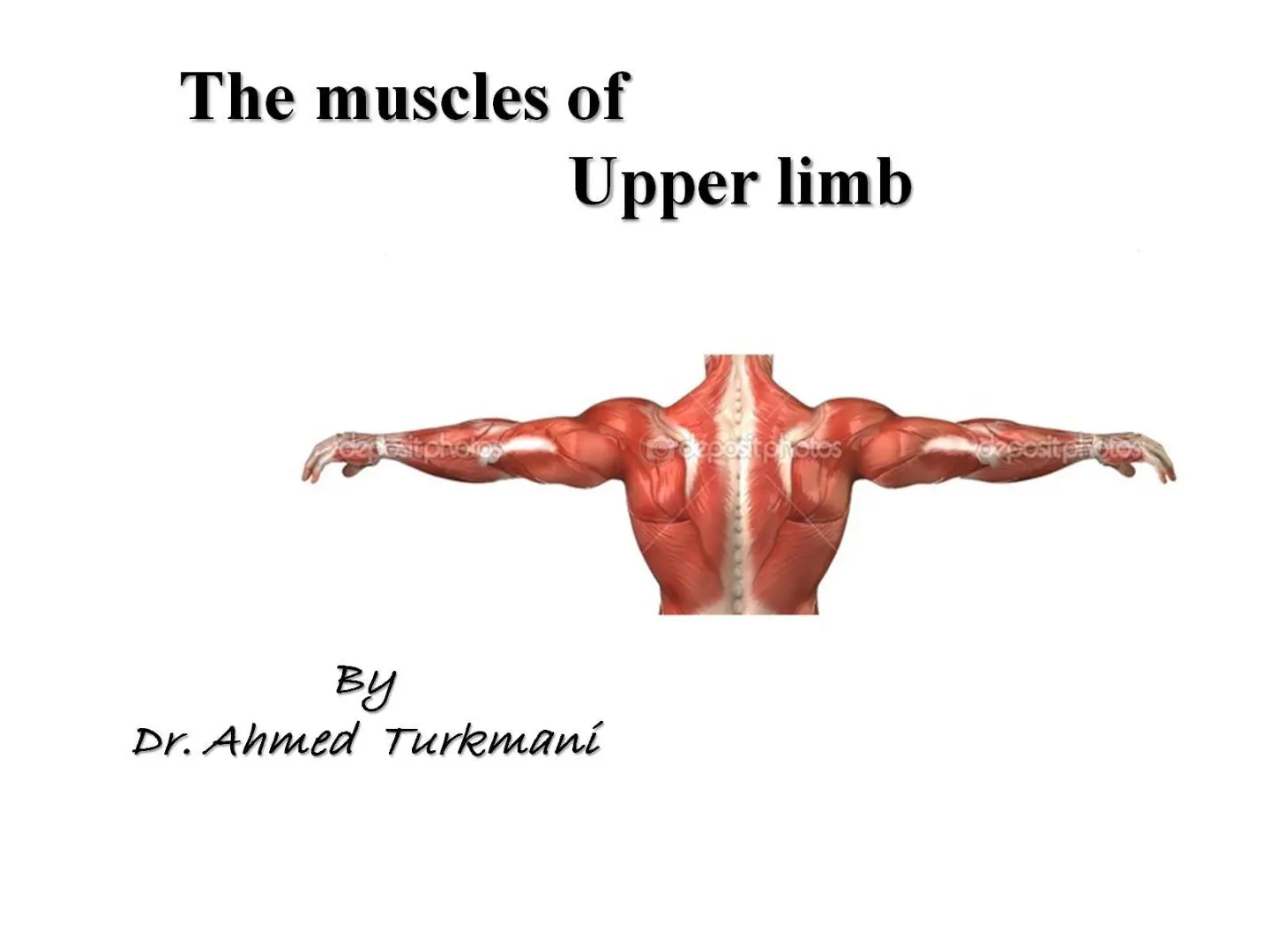 غلاف تقرير The Muscles of Upper Limb