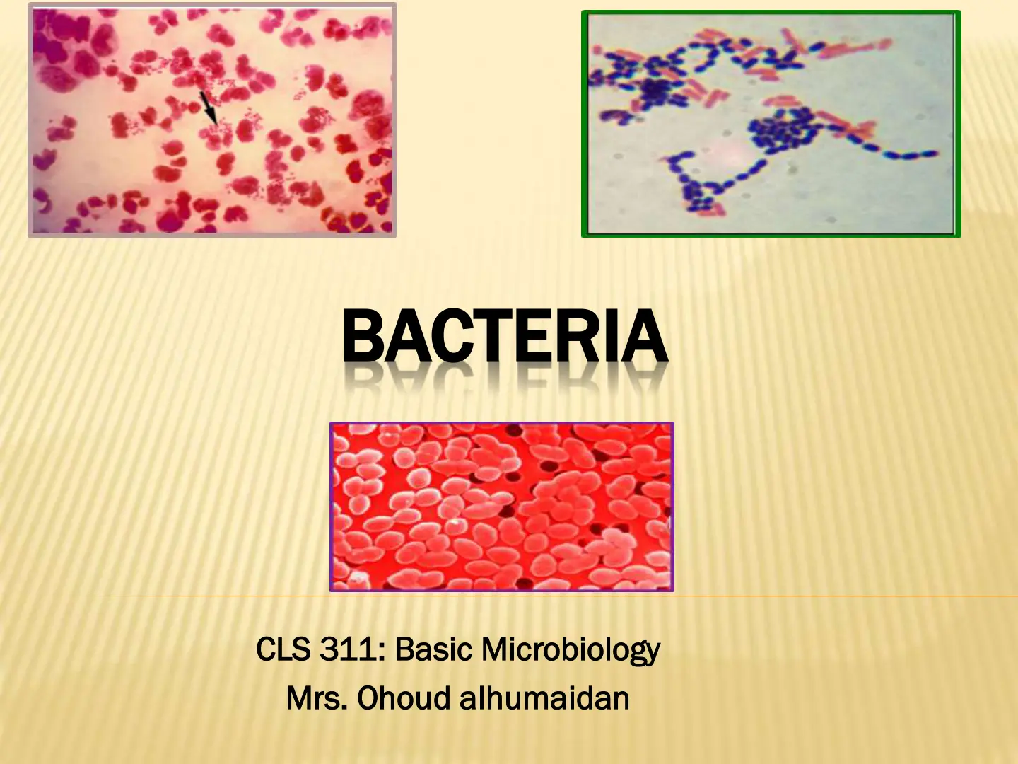 غلاف تقرير BACTERIA CLS 311: Basic Microbiology