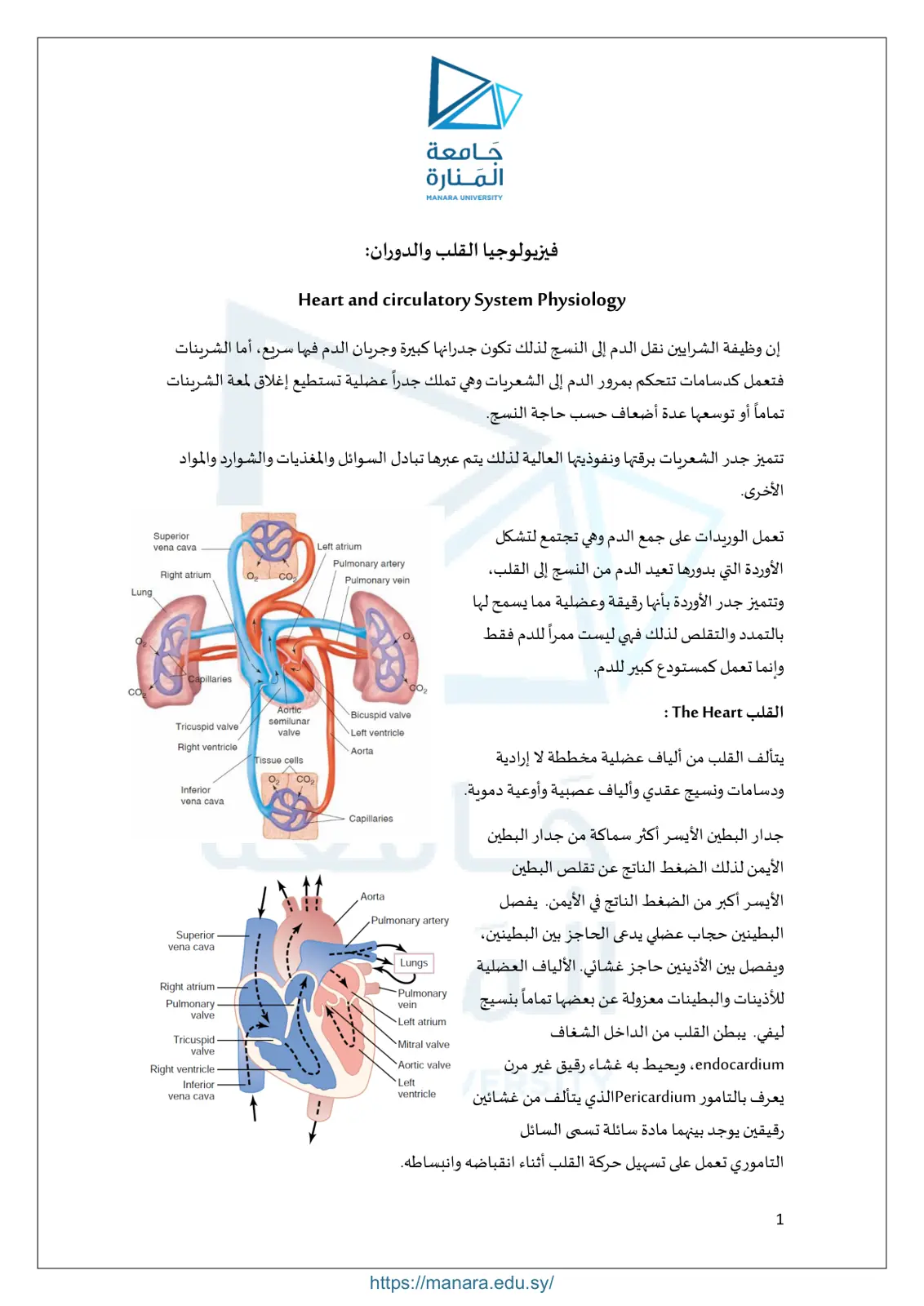 غلاف تقرير فيزيولوجيا القلب والدوران Heart and circulatory System Physiology
