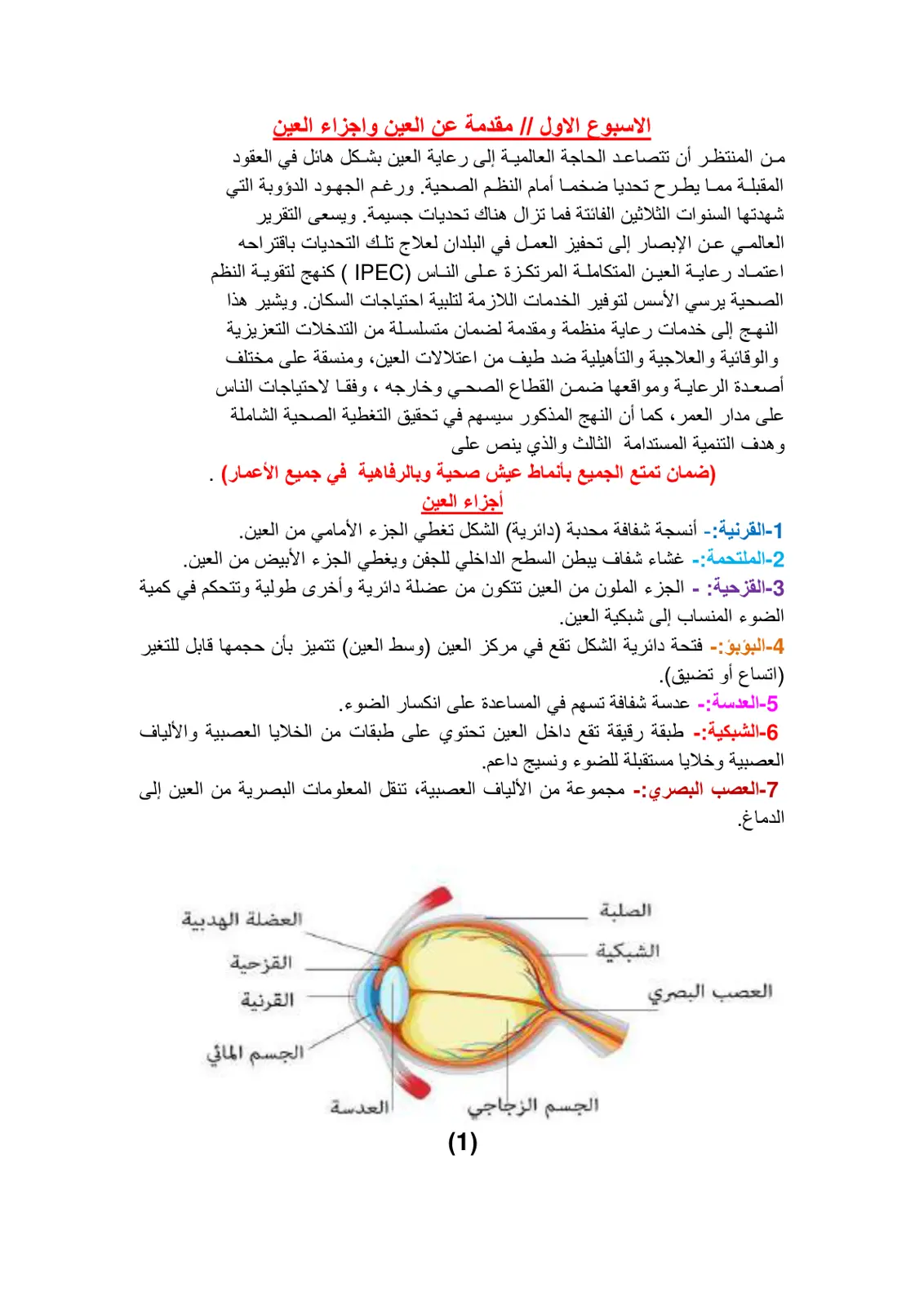 غلاف تقرير الأسبوع الأول: مقدمة عن العين وأجزاء العين