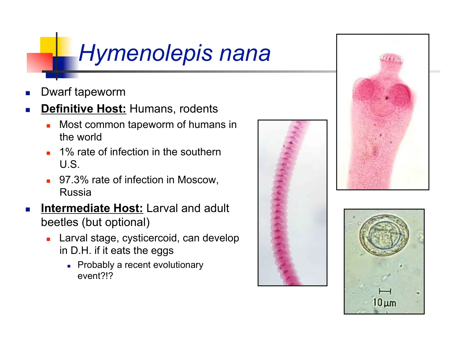 غلاف تقرير Hymenolepis nana (Dwarf tapeworm)