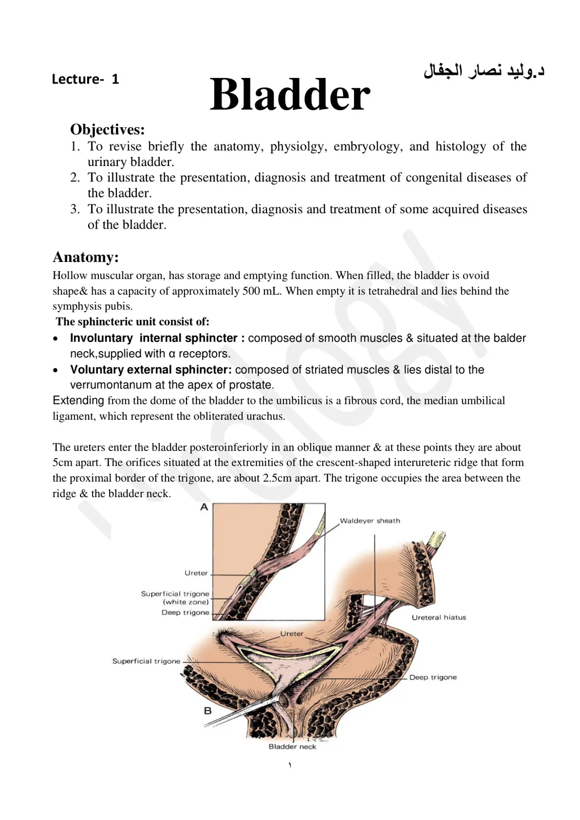 غلاف تقرير Lecture 1 - Bladder