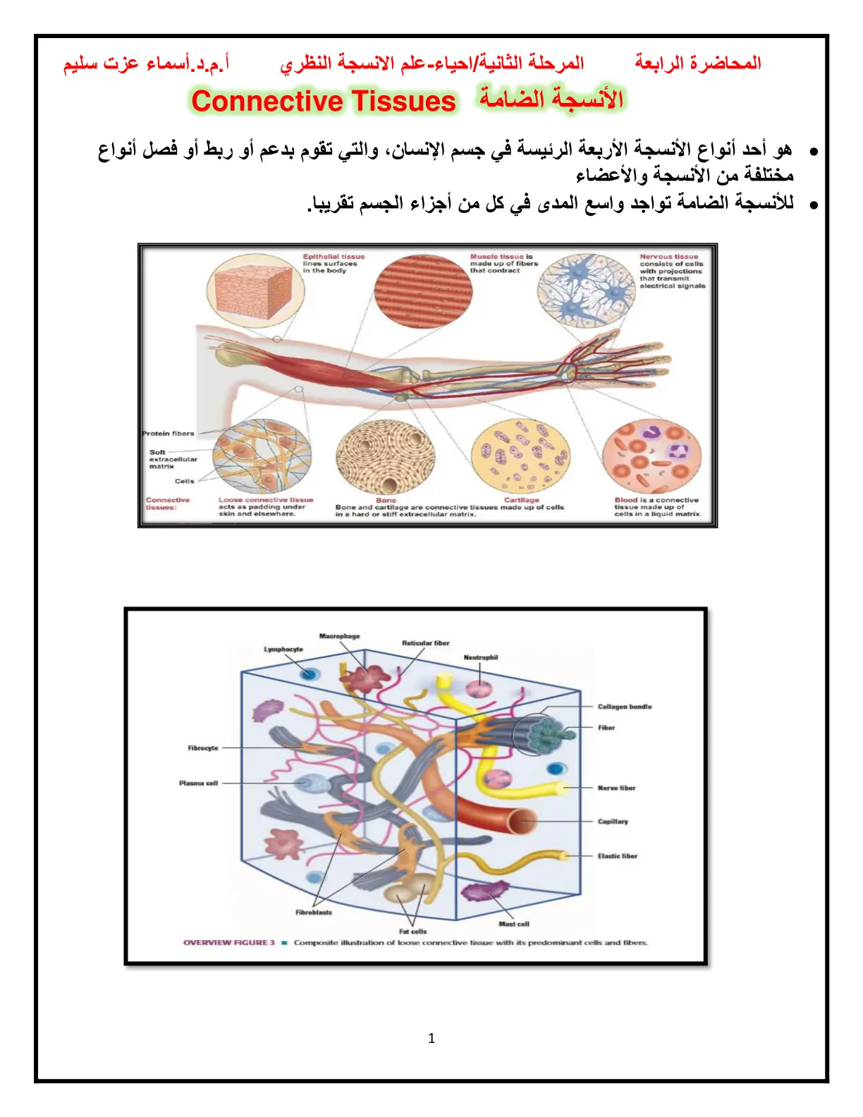 غلاف تقرير الأنسجة الضامة