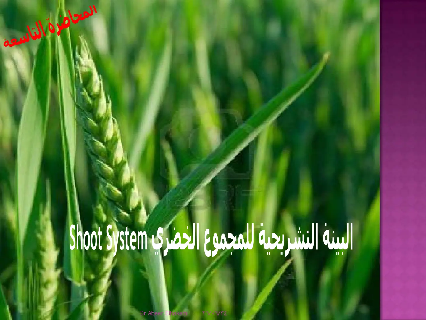 غلاف تقرير المحاضرة التاسعة: البيئة التشريحية للمجموع الخضري Shoot System