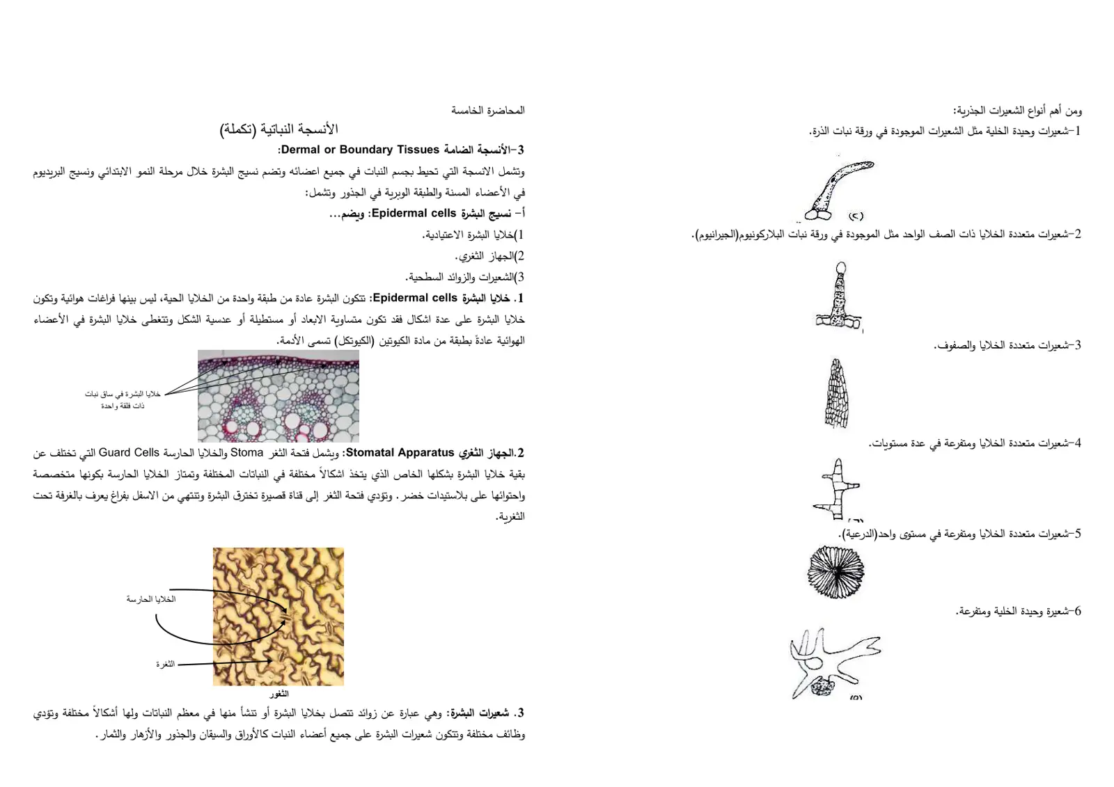 غلاف تقرير المحاضرة الخامسة: الأنسجة النباتية (تكملة)