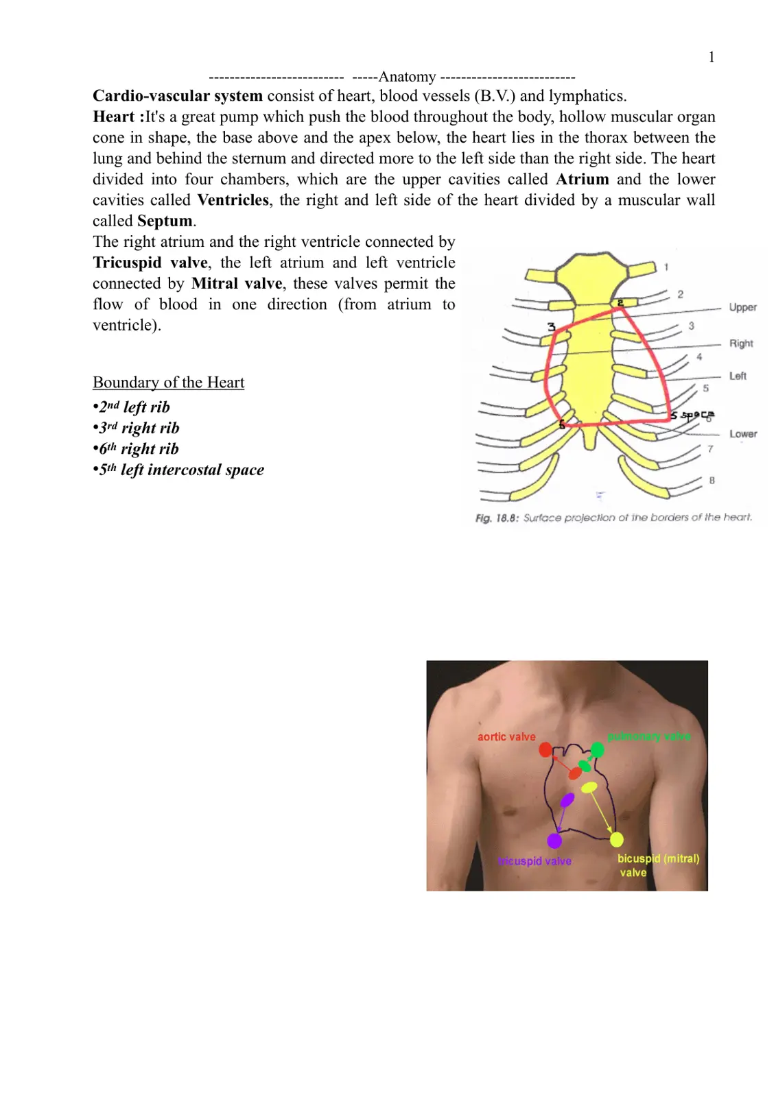 غلاف تقرير Cardio-vascular system