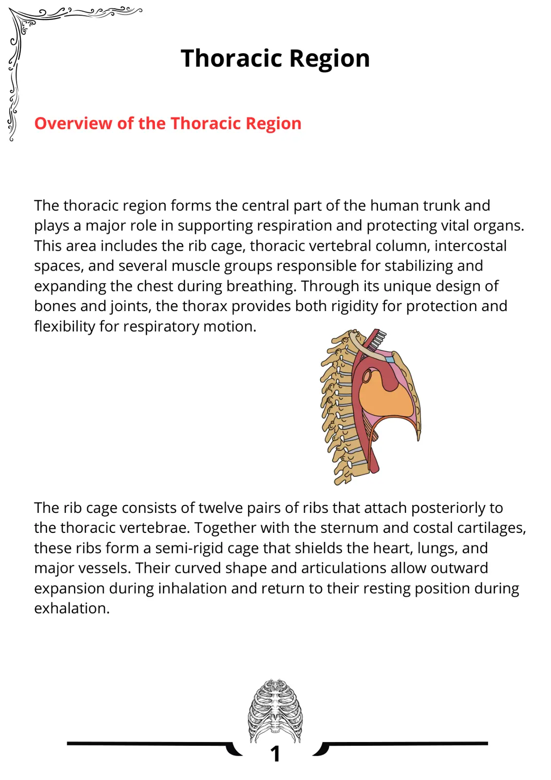 غلاف تقرير Thoracic Region