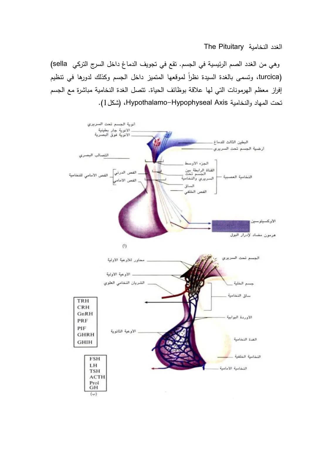 غلاف تقرير الغدد النخامية - The Pituitary