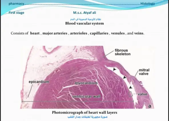 غلاف تقرير Histology: Blood Vascular System