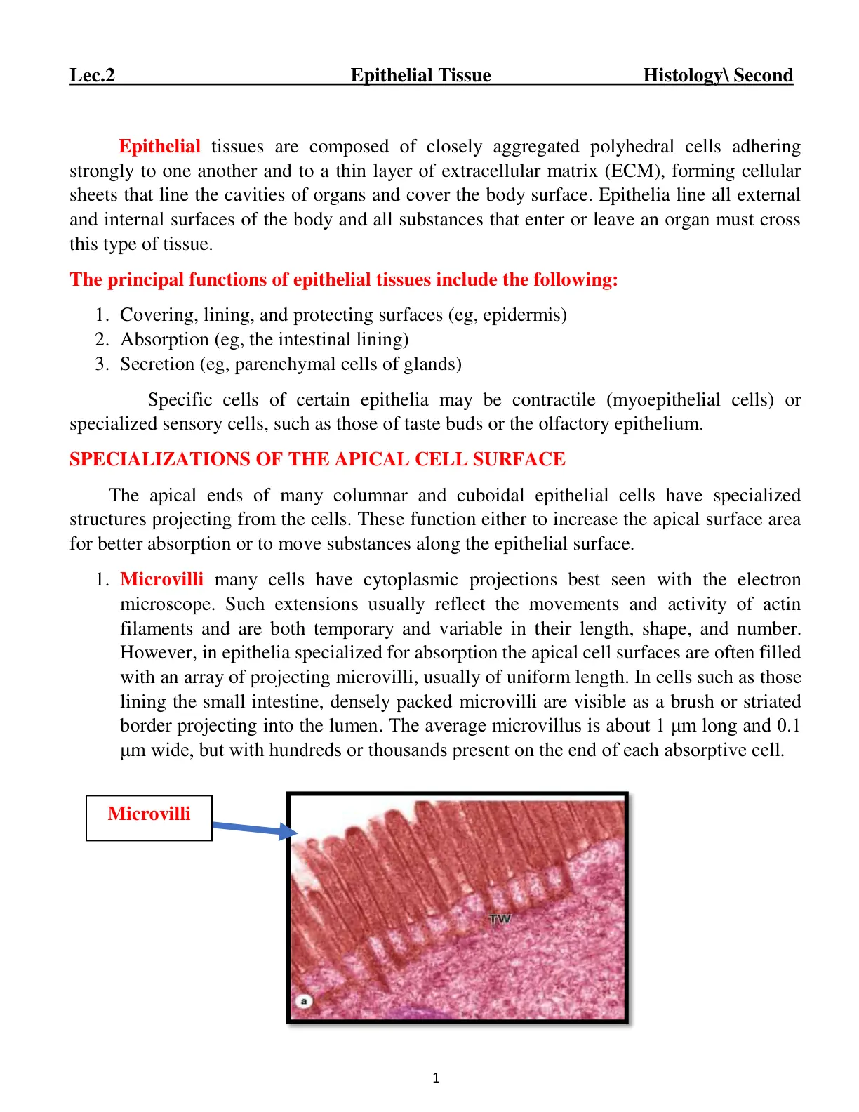 غلاف تقرير Epithelial Tissue