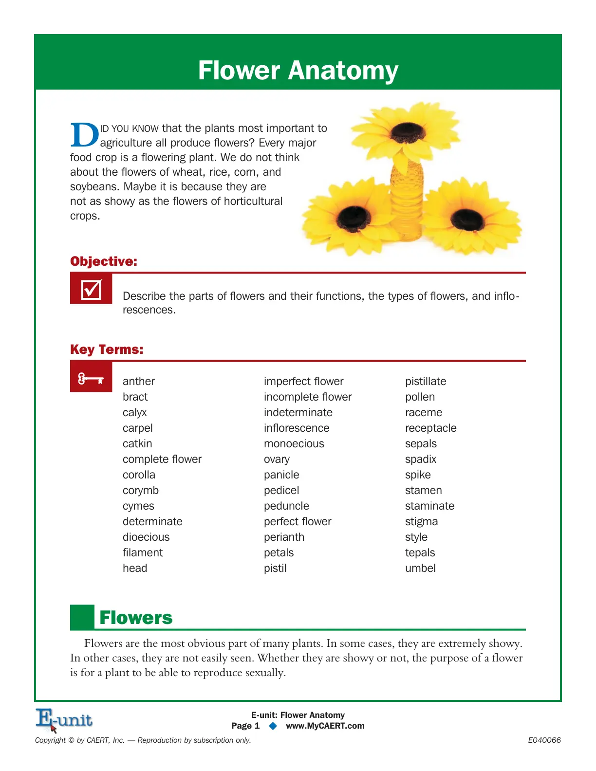 غلاف تقرير Flower Anatomy
