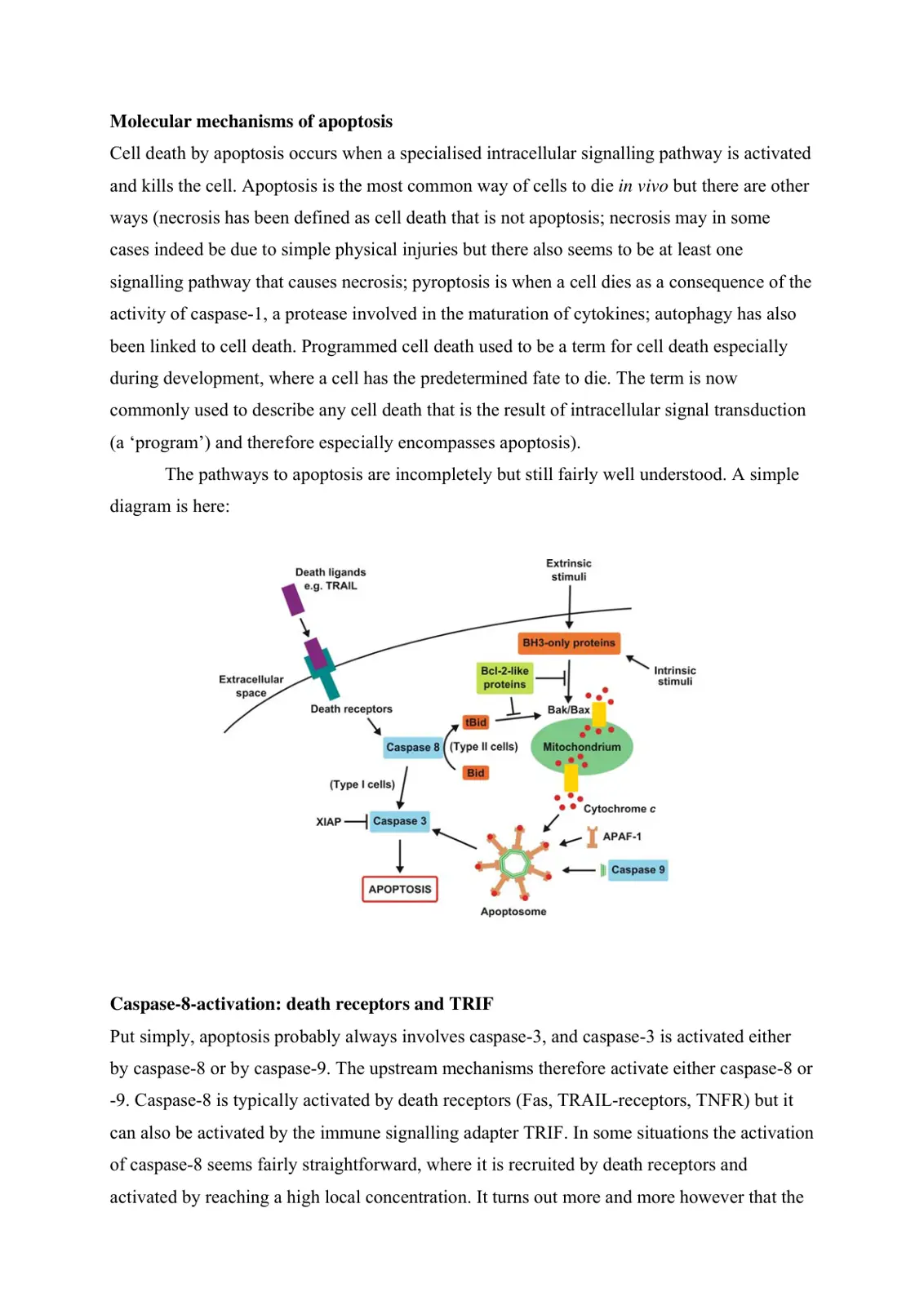 غلاف تقرير Molecular Mechanisms of Apoptosis