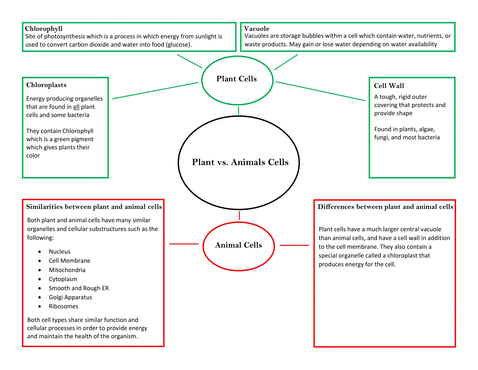 غلاف تقرير Similarities between plant and animal cells