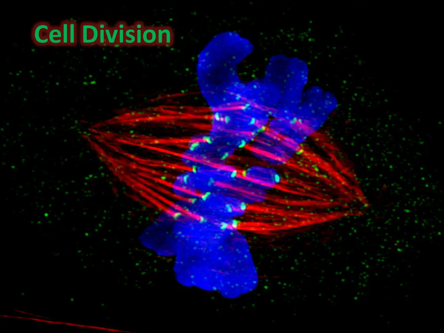 غلاف تقرير Cell Division