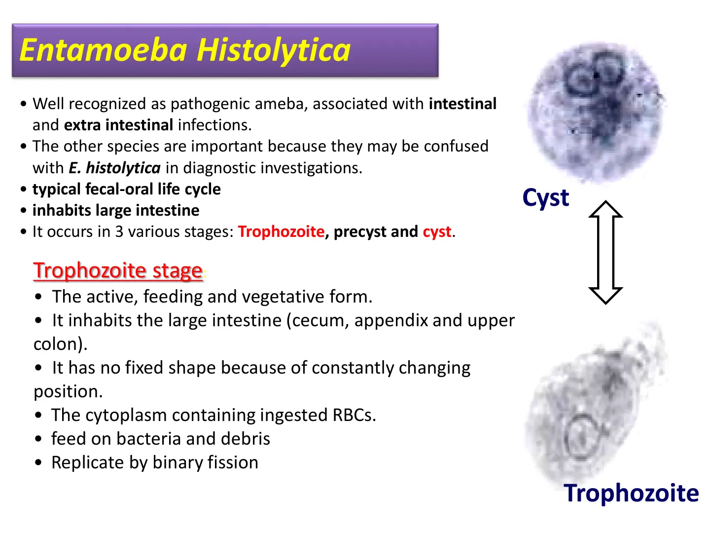 غلاف تقرير Entamoeba Histolytica