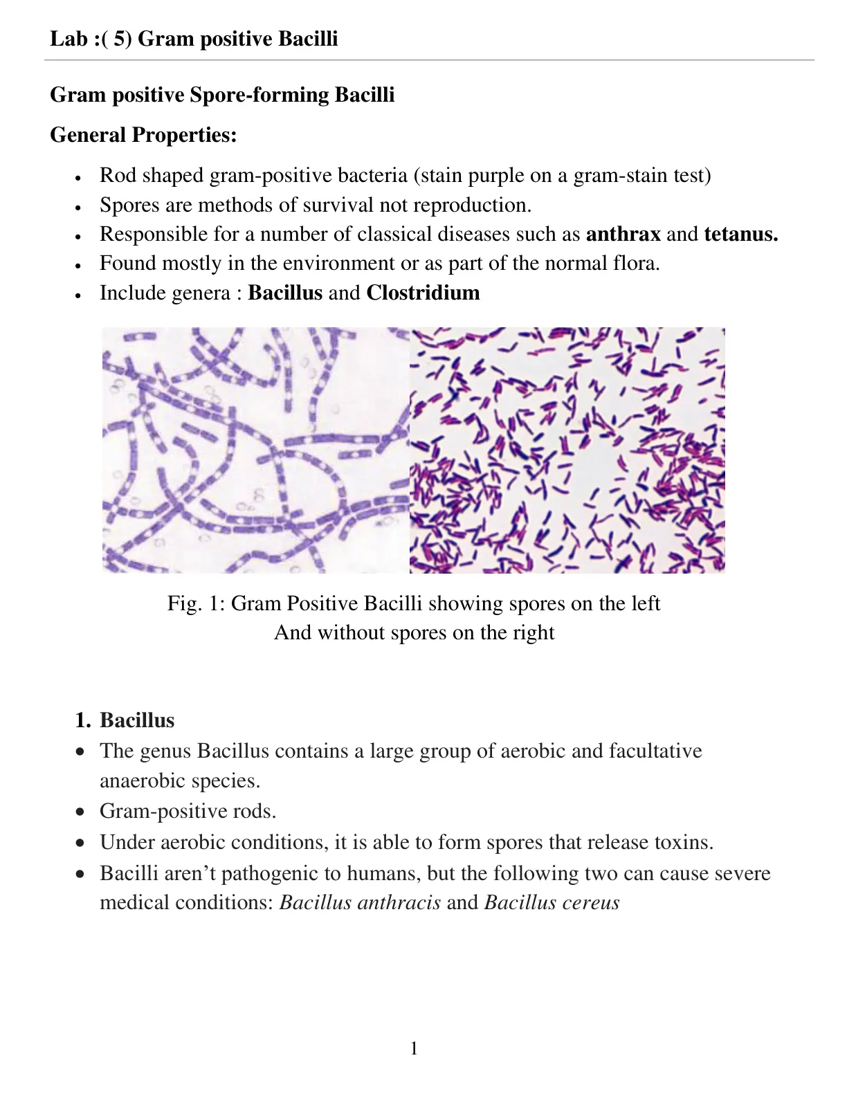 غلاف تقرير Lab (5) Gram Positive Bacilli