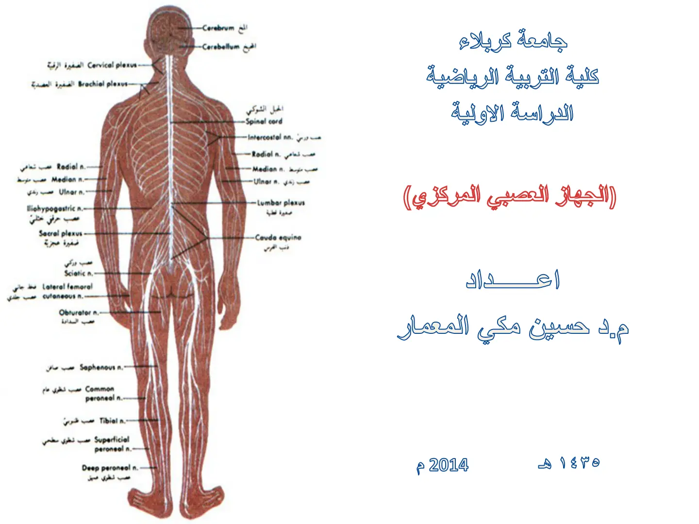 غلاف تقرير الجهاز العصبي المركزي - المحاضرة الأولى