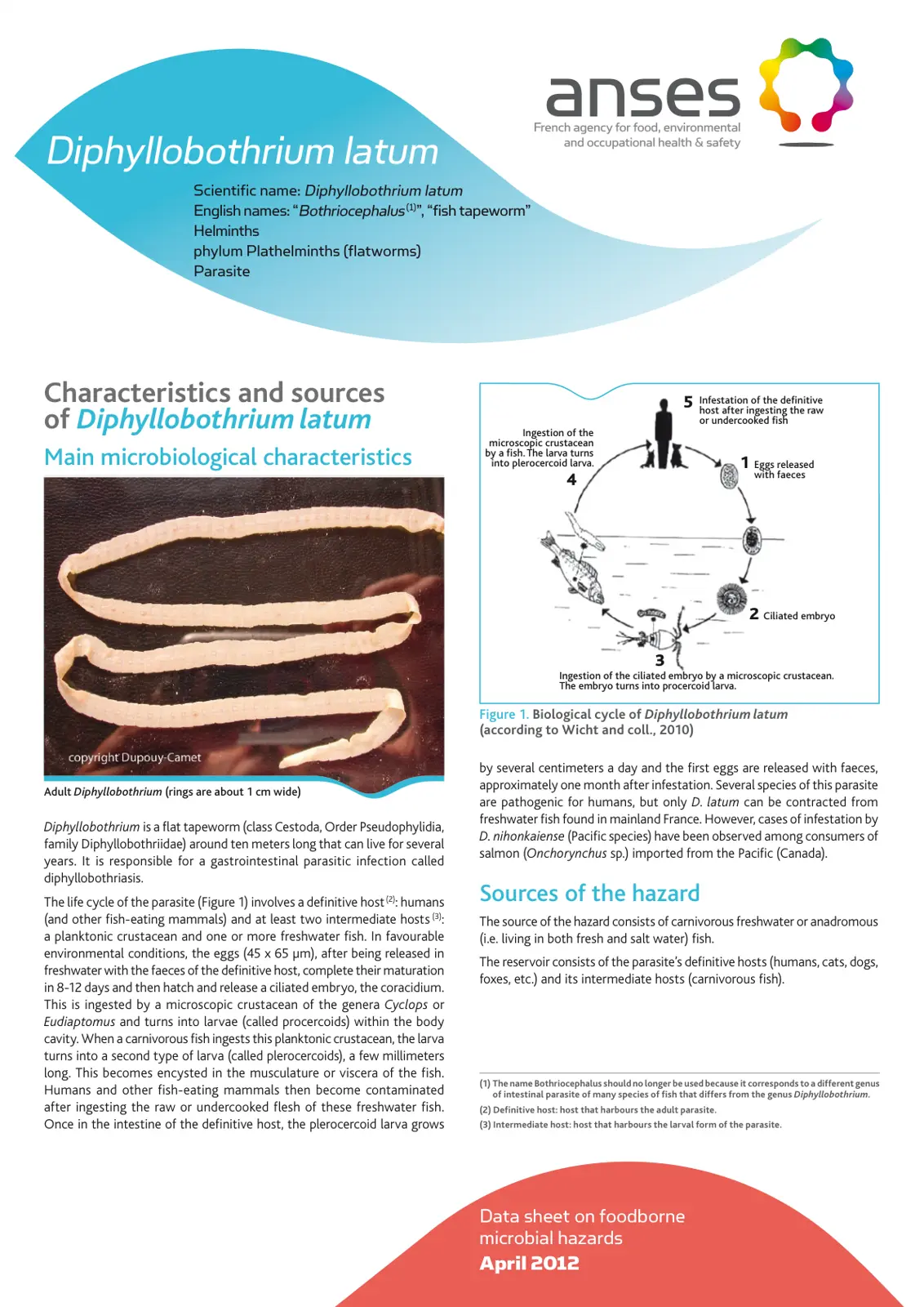 غلاف تقرير Diphyllobothrium latum - Characteristics and Sources