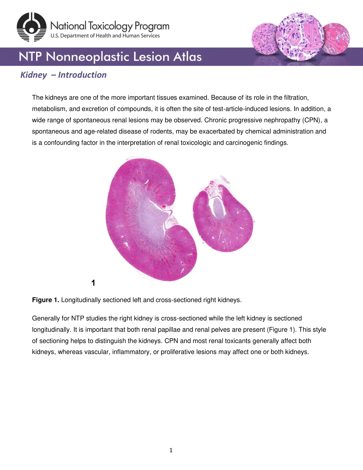 غلاف تقرير NTP Nonneoplastic Lesion Atlas: Kidney - Introduction