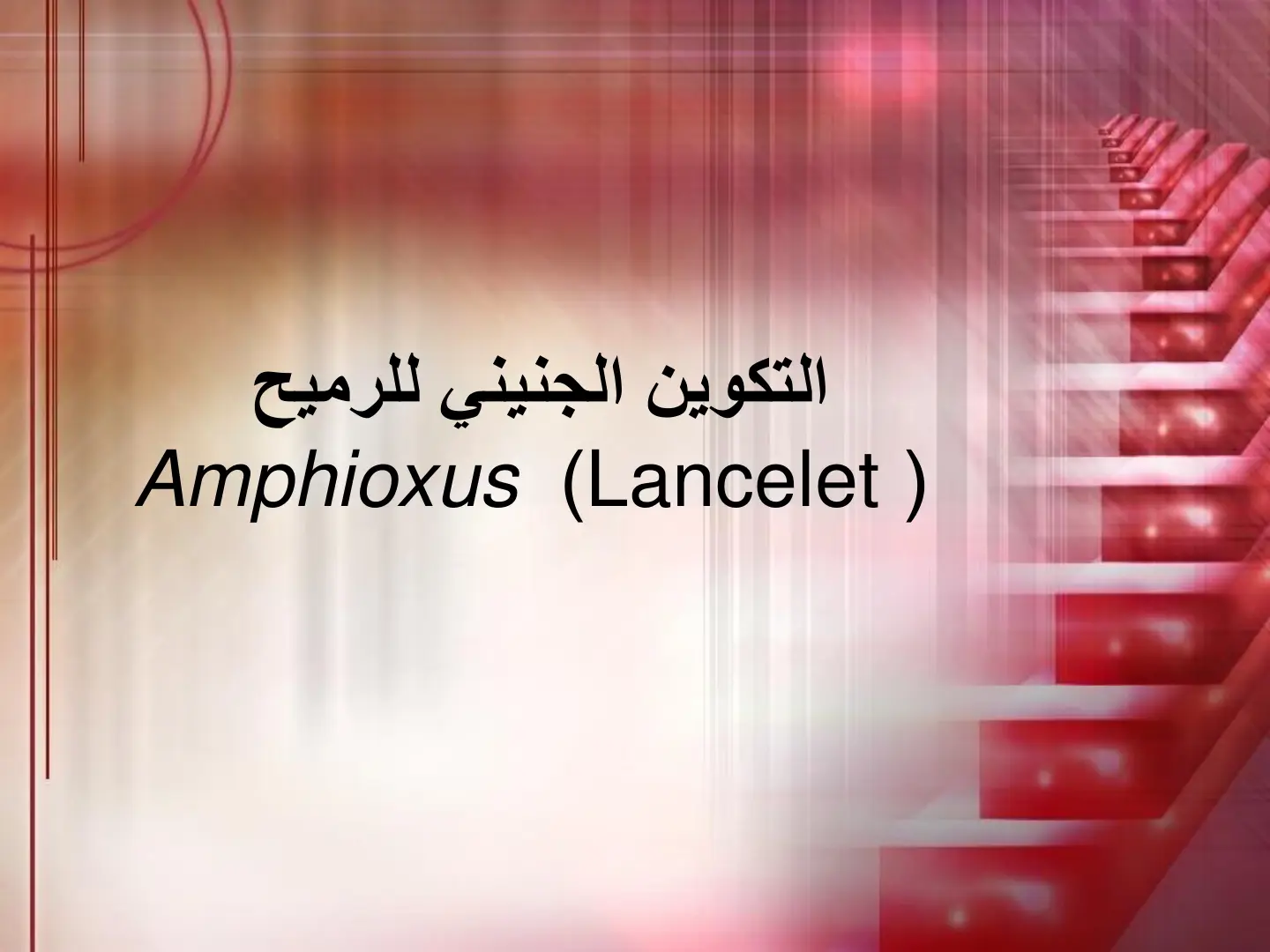 غلاف تقرير التكوين الجنيني للرميح Amphioxus (Lancelet)