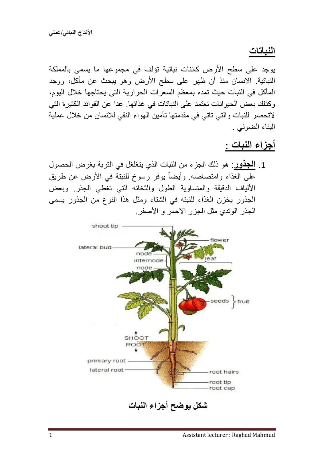 غلاف تقرير الأنتاج النباتي/ عملي