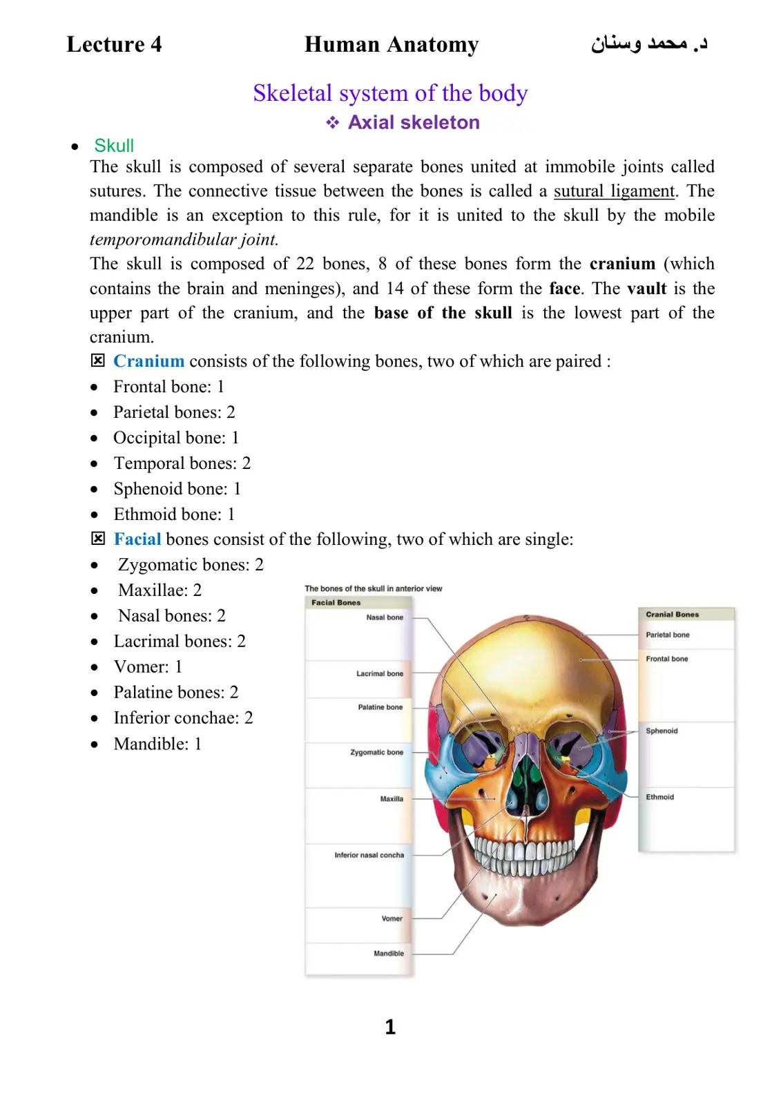 غلاف تقرير Human Anatomy - Lecture 4
