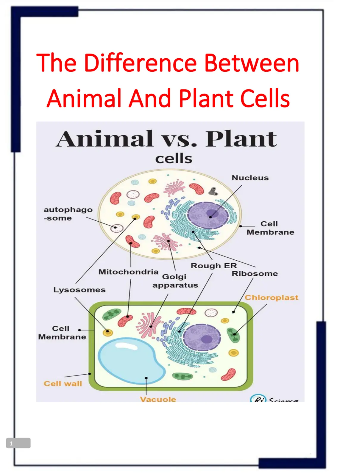 غلاف تقرير The Difference Between Animal And Plant Cells