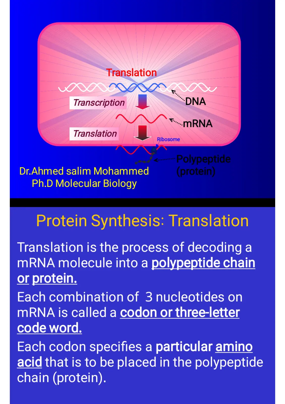 غلاف تقرير Protein Synthesis: Translation