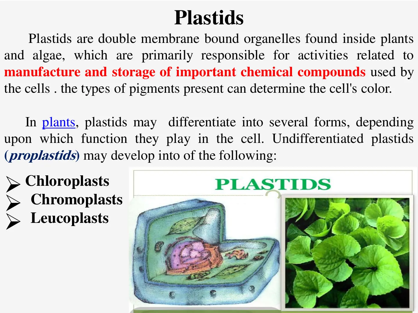 غلاف تقرير Plastids