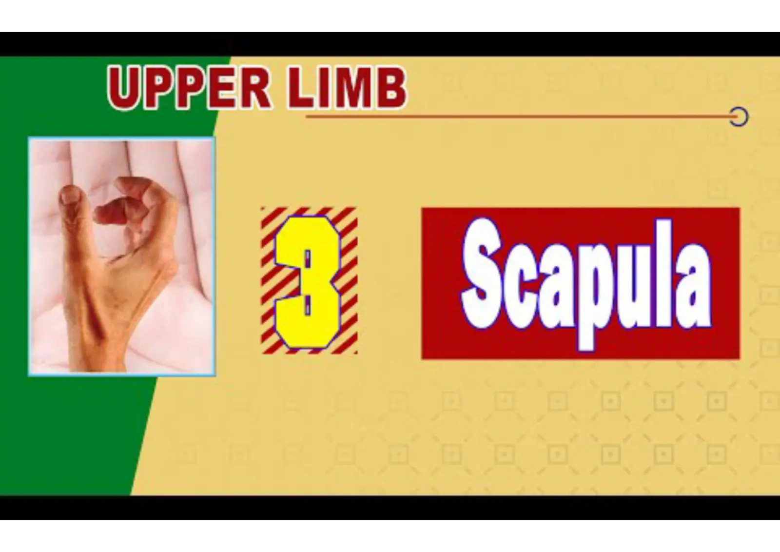 غلاف تقرير UPPER LIMB Scapula