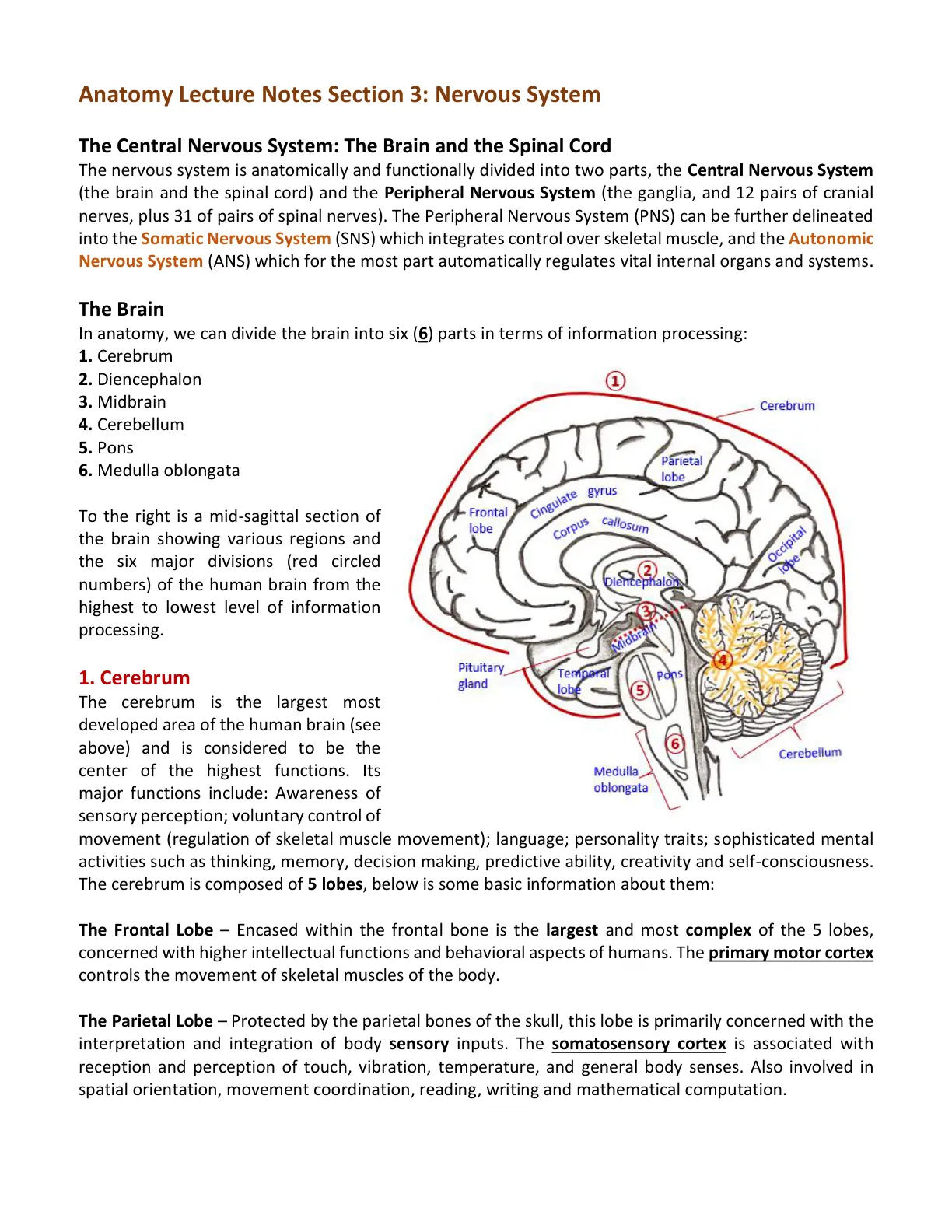 غلاف تقرير Anatomy Lecture Notes Section 3: Nervous System The Central Nervous System: The Brain and the Spinal Cord
