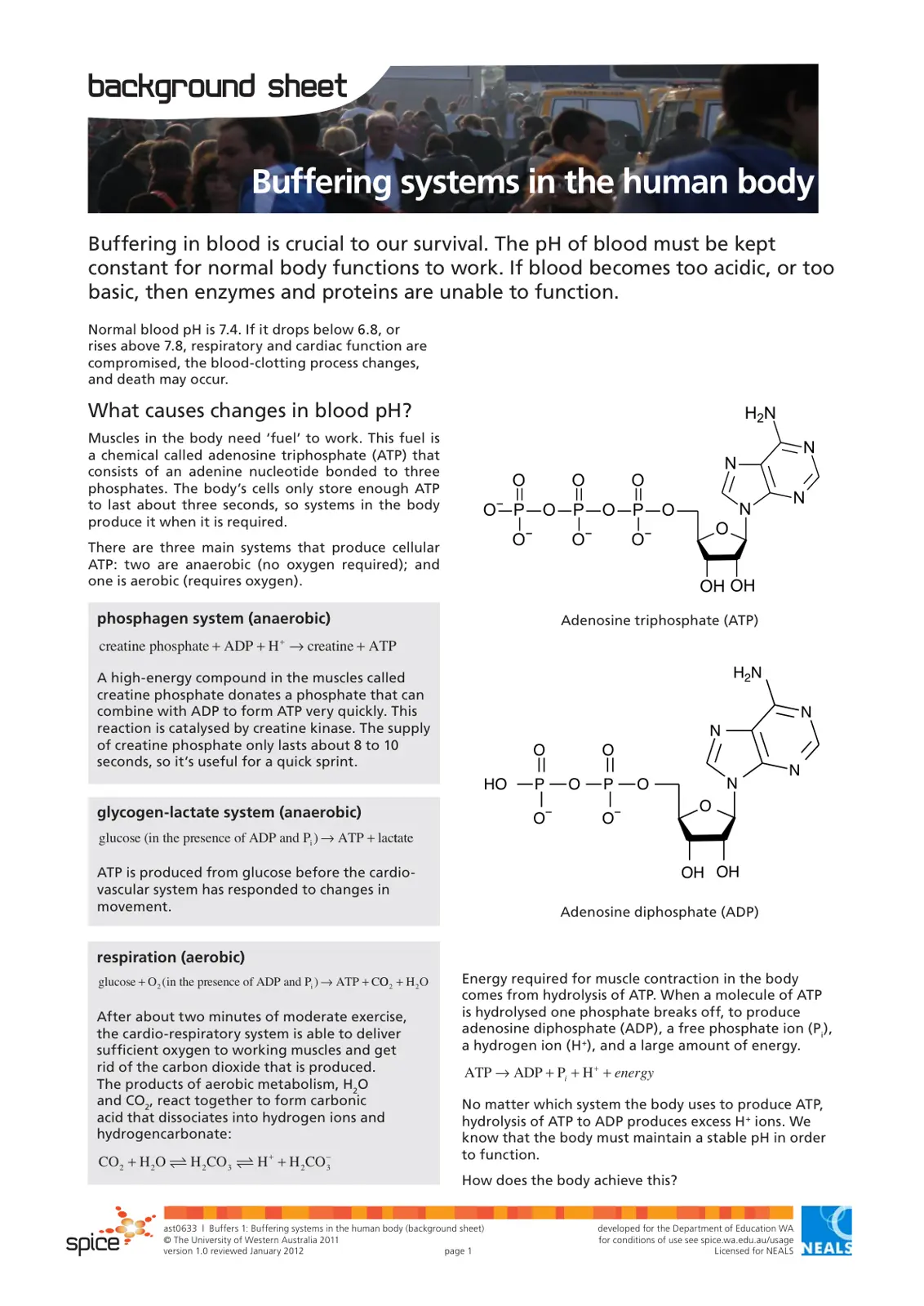 غلاف تقرير Buffering systems in the human body