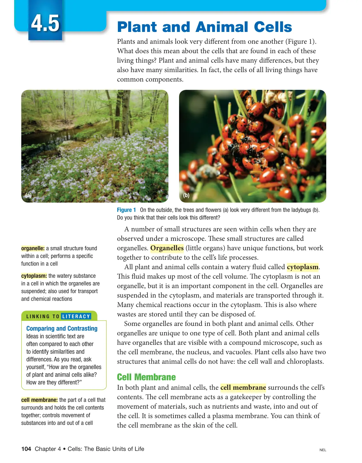 غلاف تقرير Plant and Animal Cells