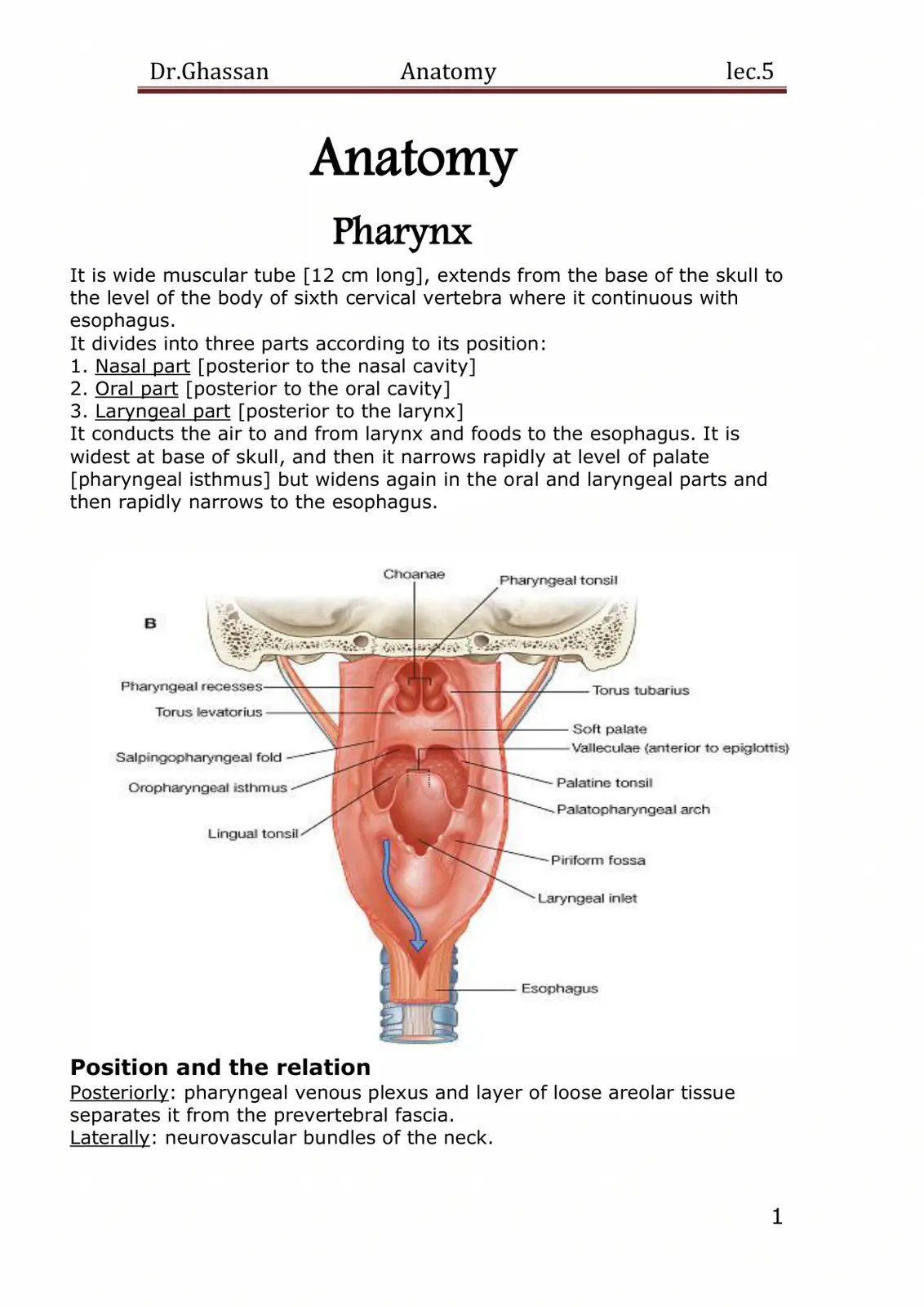 غلاف تقرير Anatomy Pharynx lec.5