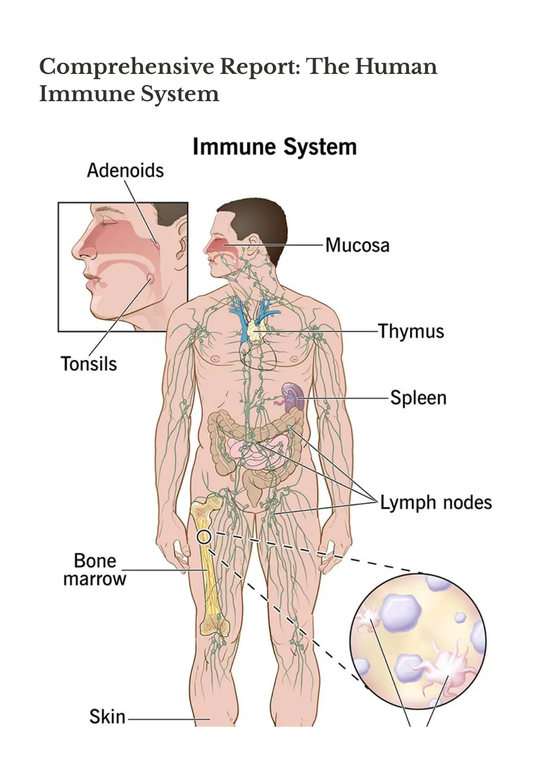 غلاف تقرير Comprehensive Report: The Human Immune System