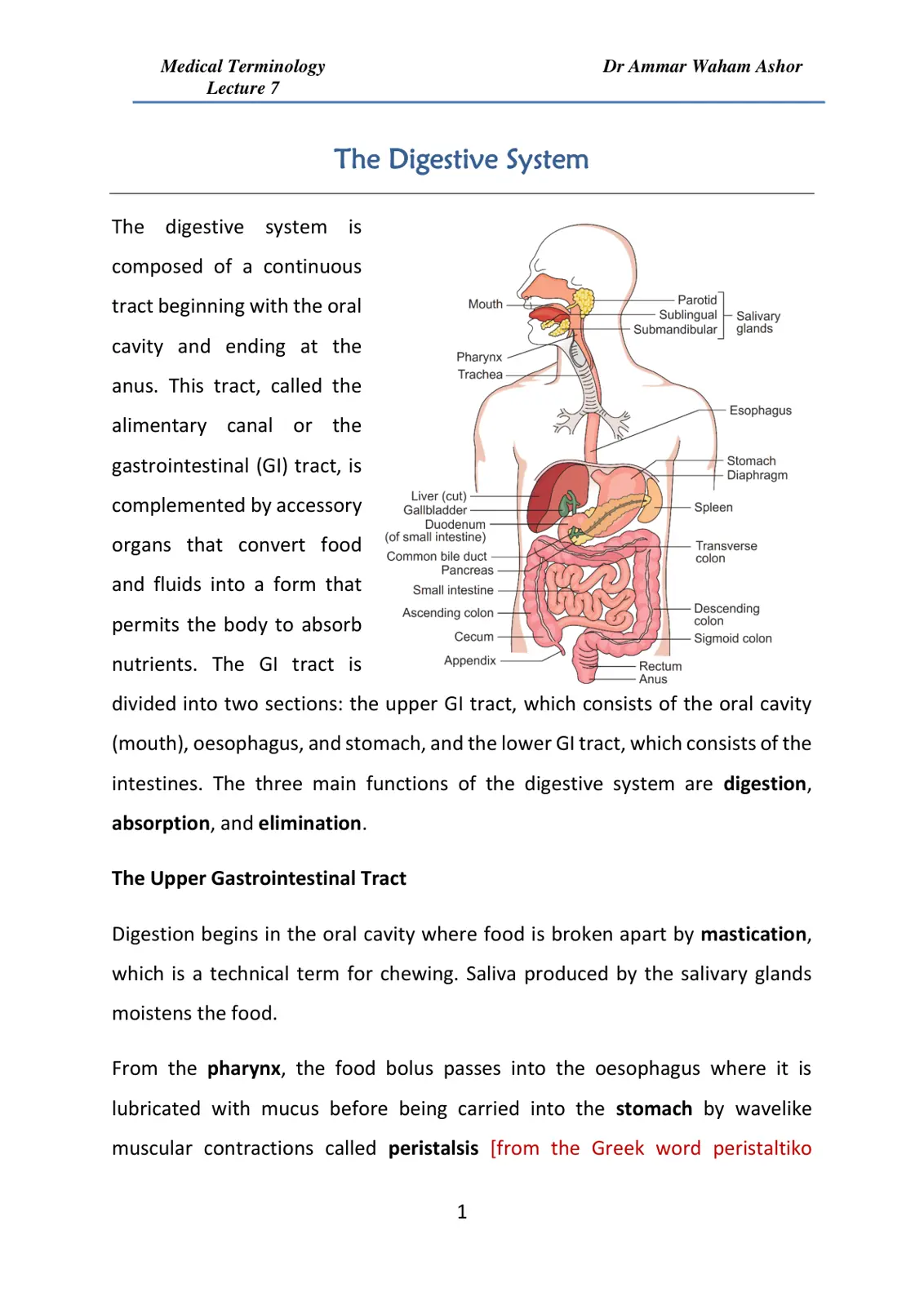 غلاف تقرير Medical Terminology: The Digestive System