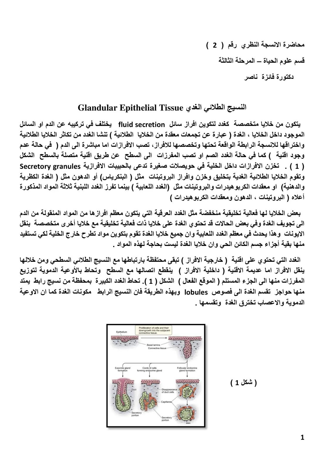 غلاف تقرير محاضرة الأنسجة النظري رقم (2)