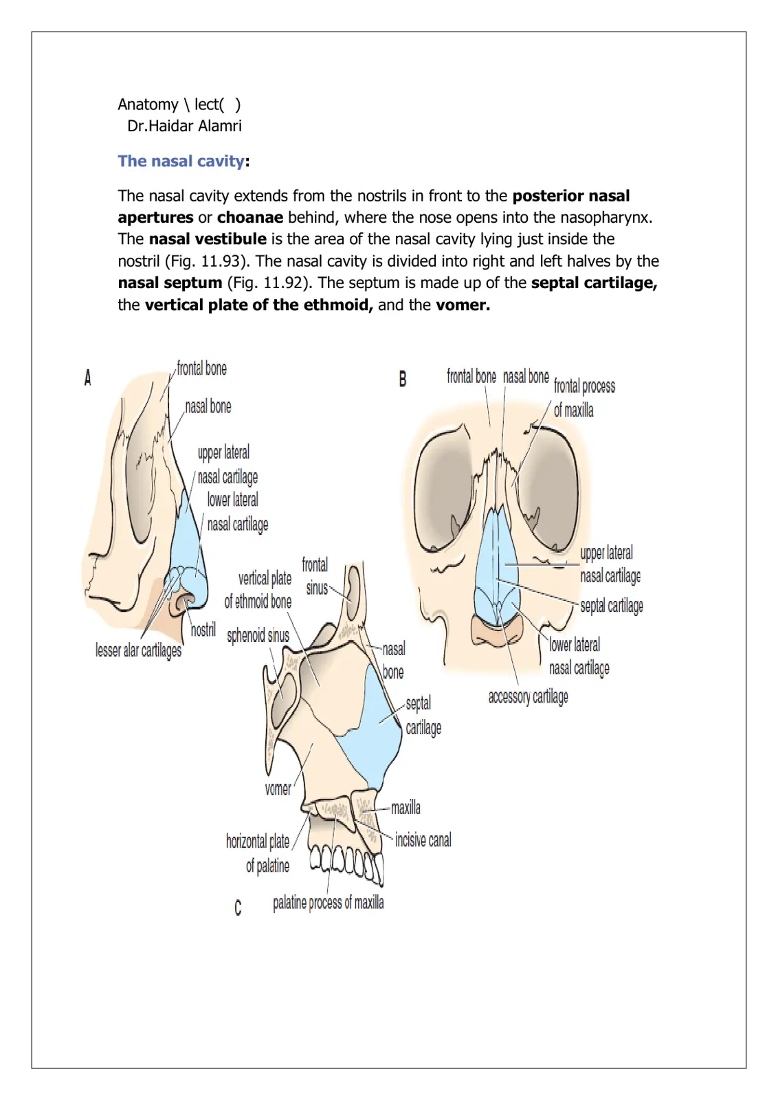 غلاف تقرير Anatomy: The nasal cavity