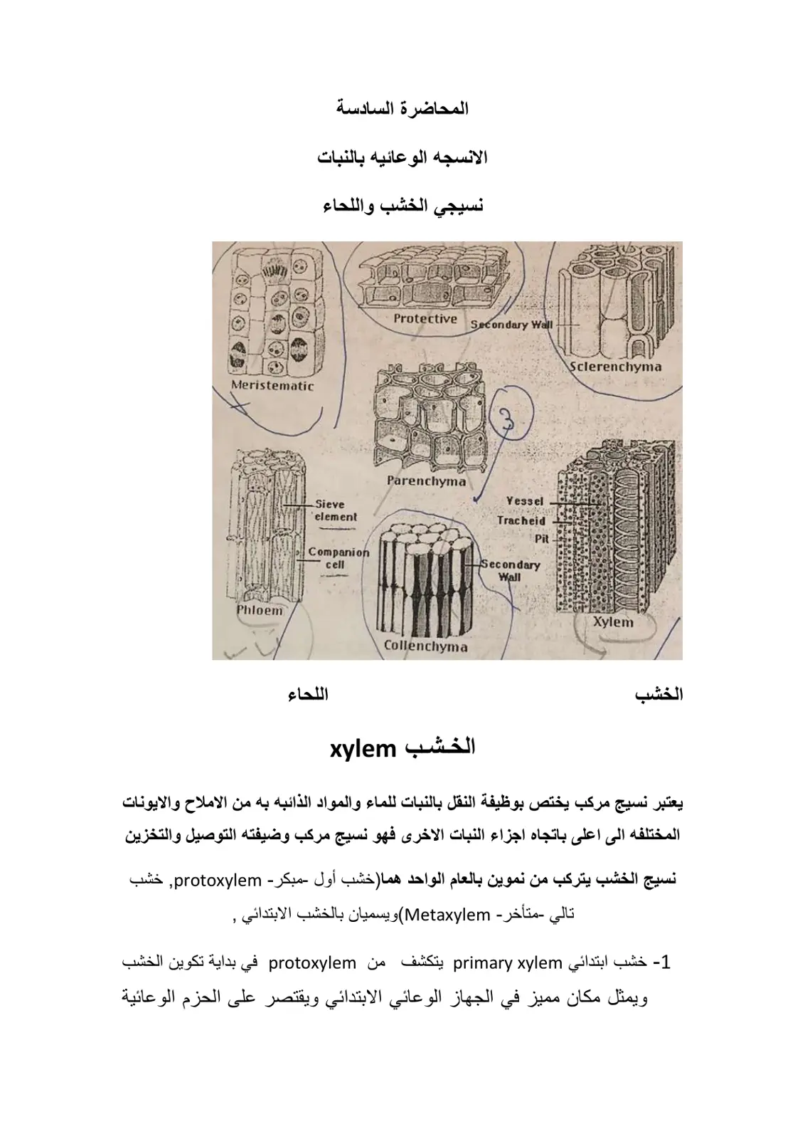 غلاف تقرير الأنسجة الوعائية في النبات - نسيجا الخشب واللحاء