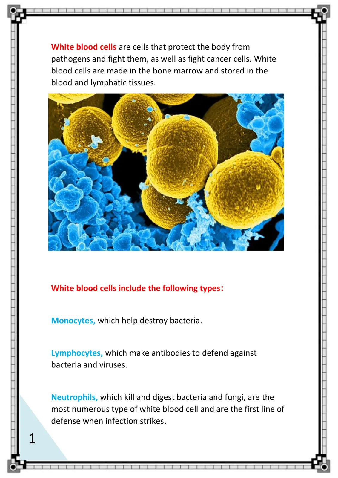 غلاف تقرير White Blood Cells