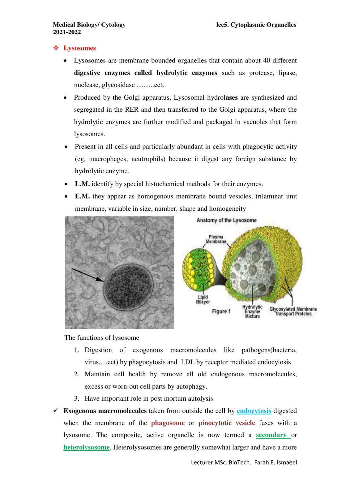 غلاف تقرير Lysosomes
