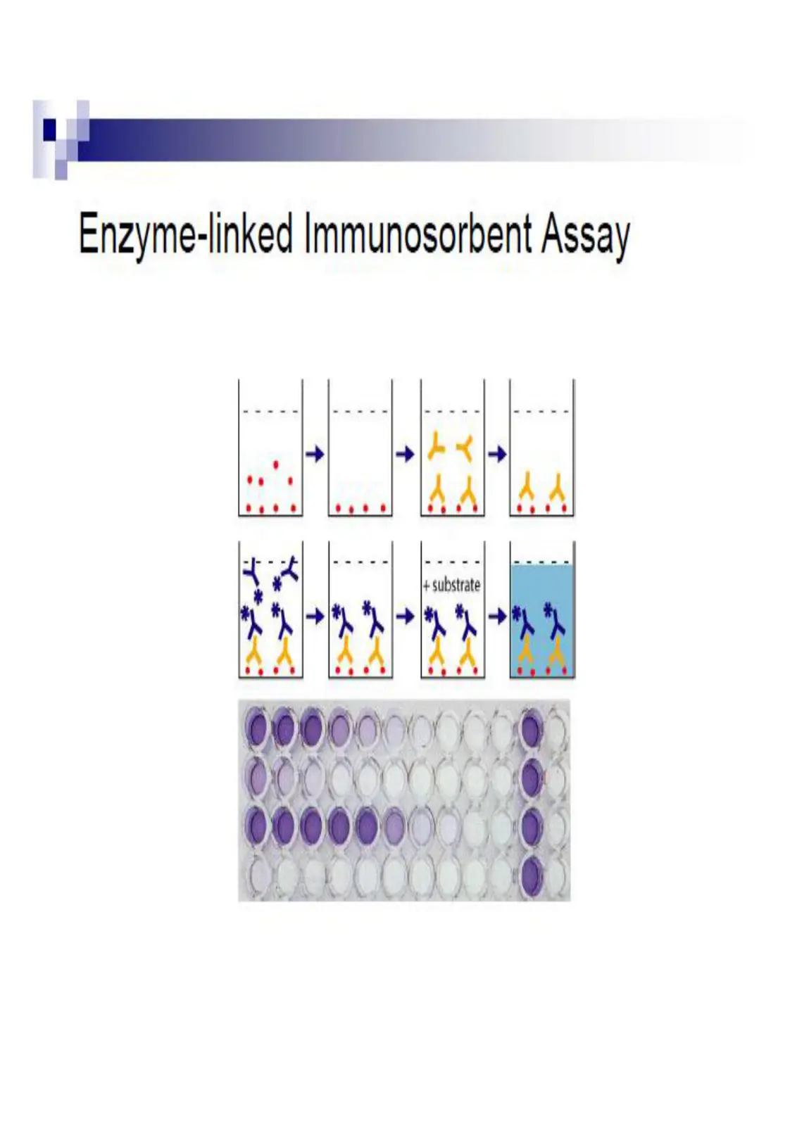 غلاف تقرير Enzyme-linked Immunosorbent Assay