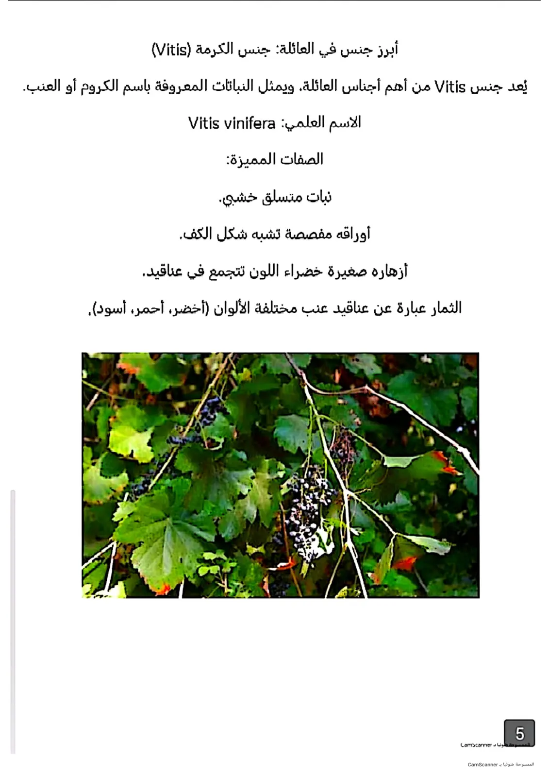 غلاف تقرير جنس الكرمة (Vitis)